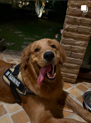 Afufu, Jeep's golden retriever